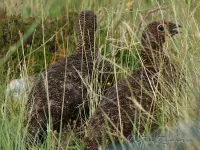 Ruigpoothoenders [Tetraonidae]